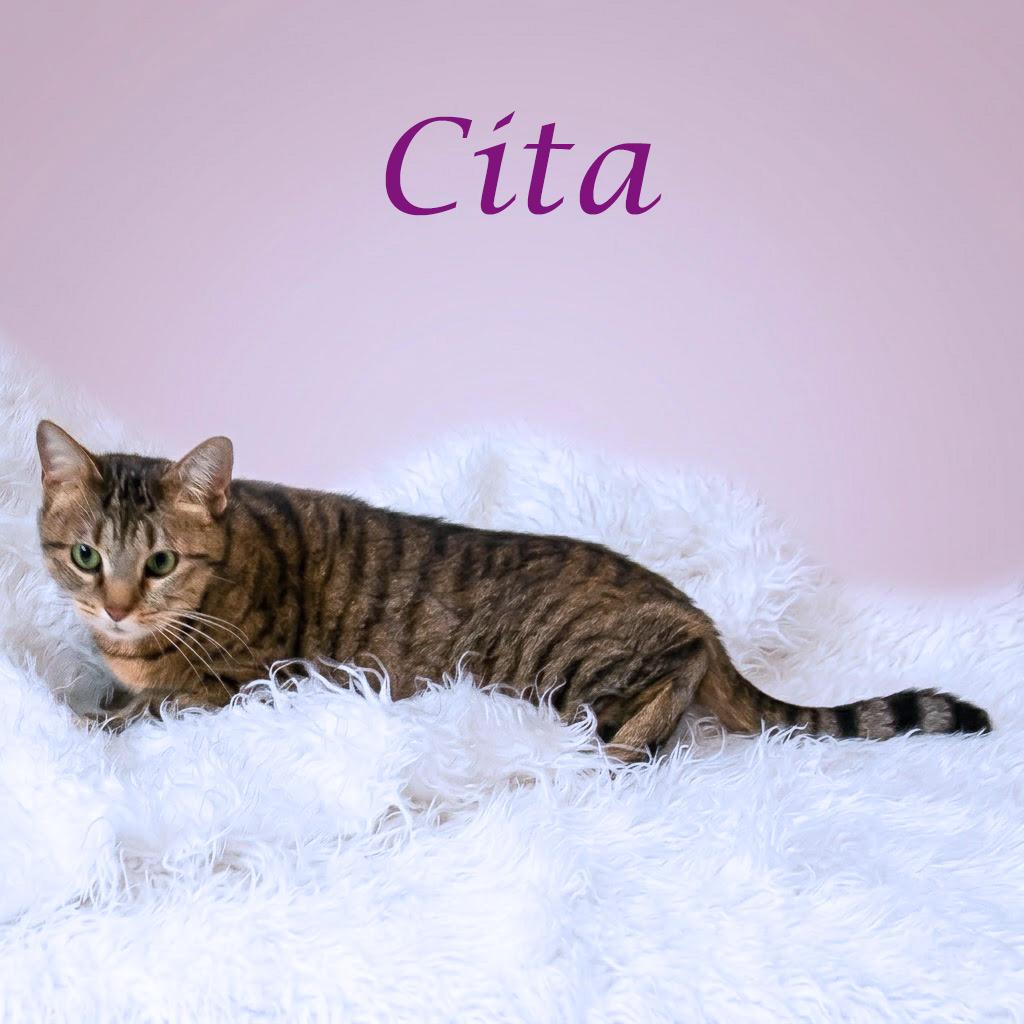 Enlarge Cita C26-061, a Adoptable Domestic Short Hair in Lebanon, TN image 2/5