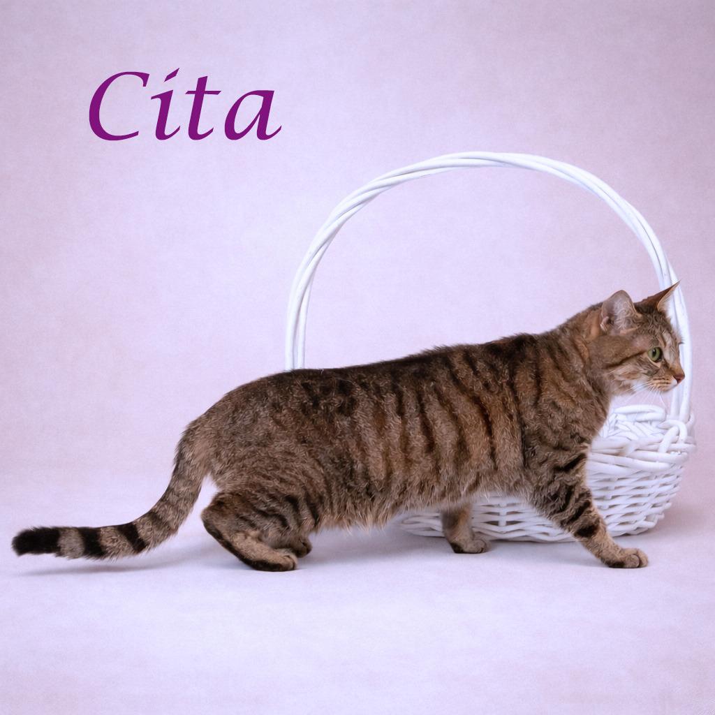 Enlarge Cita C26-061, a Adoptable Domestic Short Hair in Lebanon, TN image 3/5