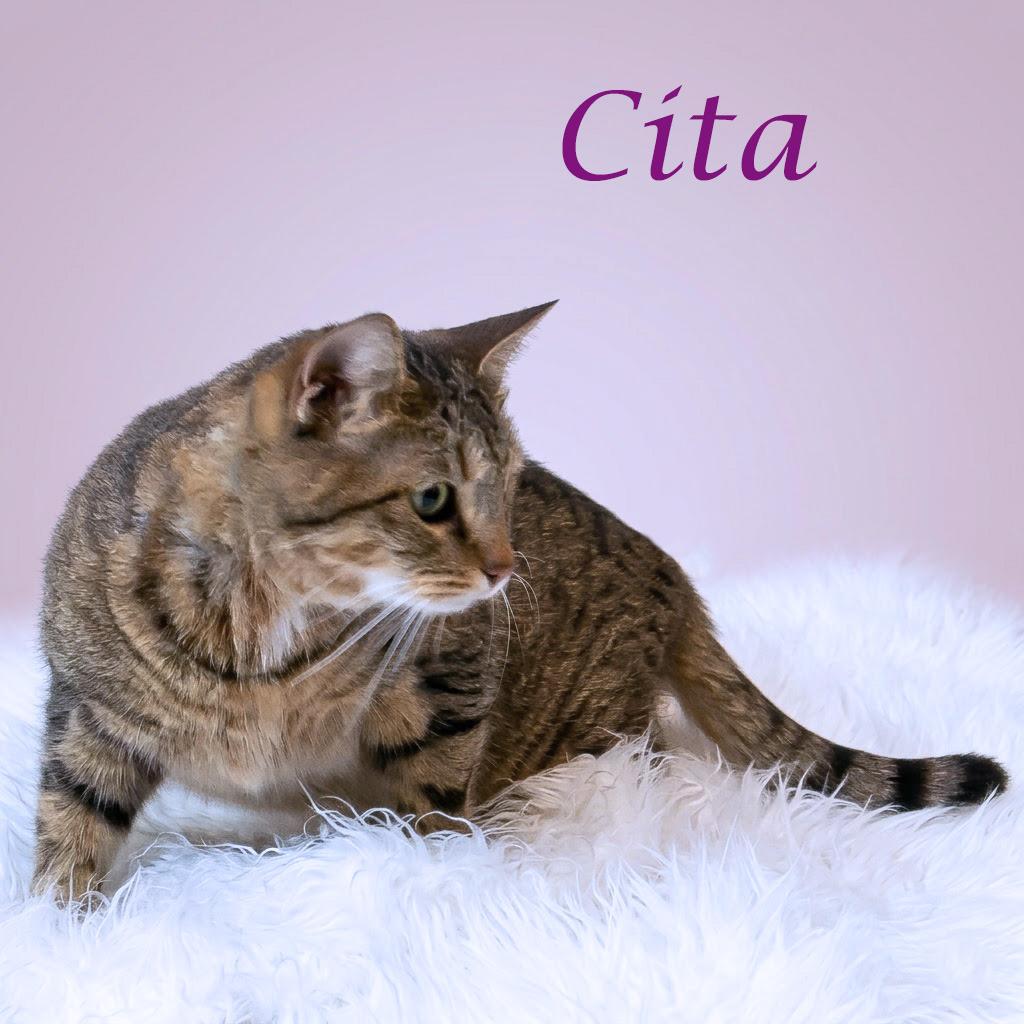 Enlarge Cita C26-061, a Adoptable Domestic Short Hair in Lebanon, TN image 4/5