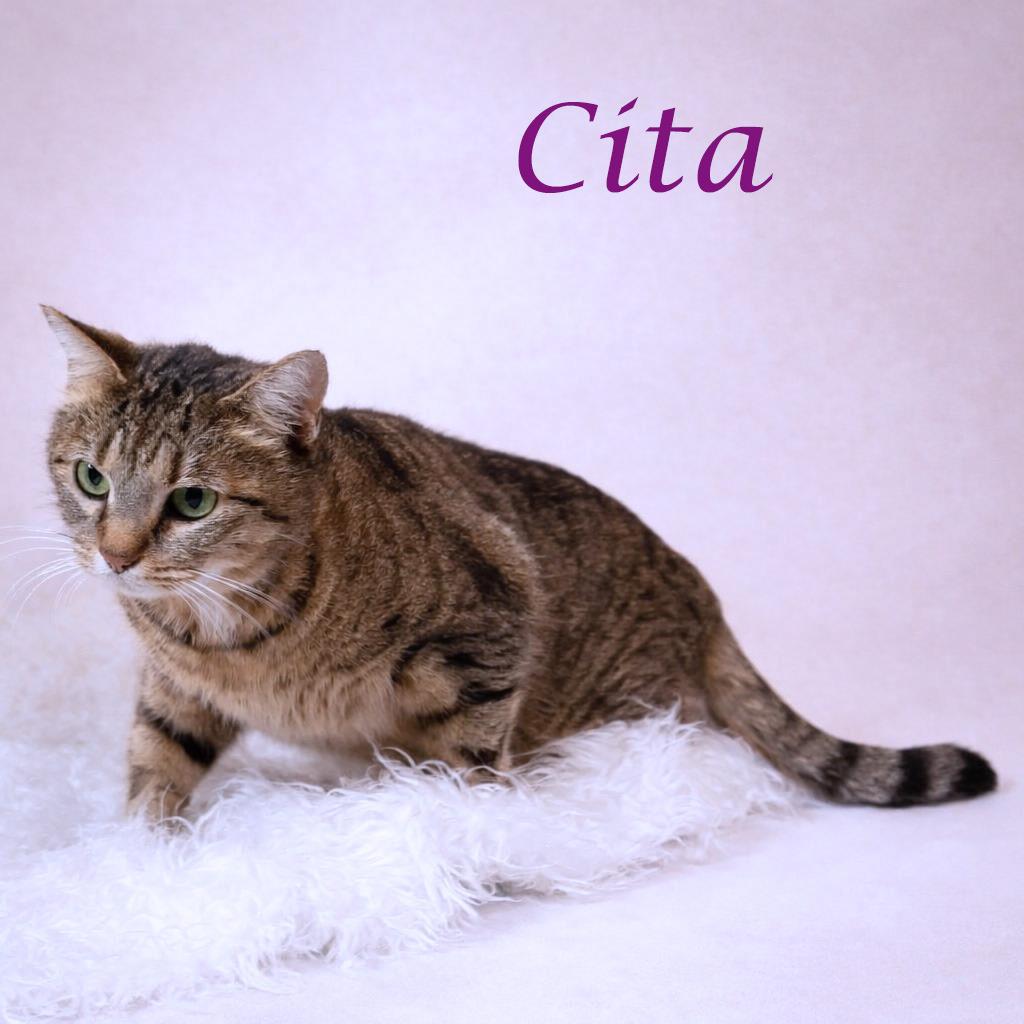 Enlarge Cita C26-061, a Adoptable Domestic Short Hair in Lebanon, TN image 5/5