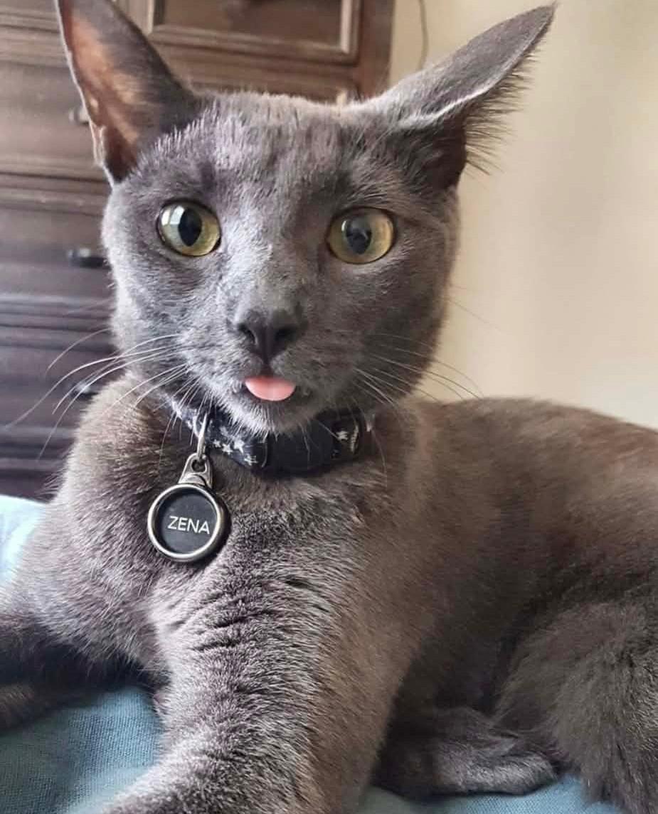 Zena, ADOPTABLE, Adult Female Russian Blue & Domestic Short Hair.