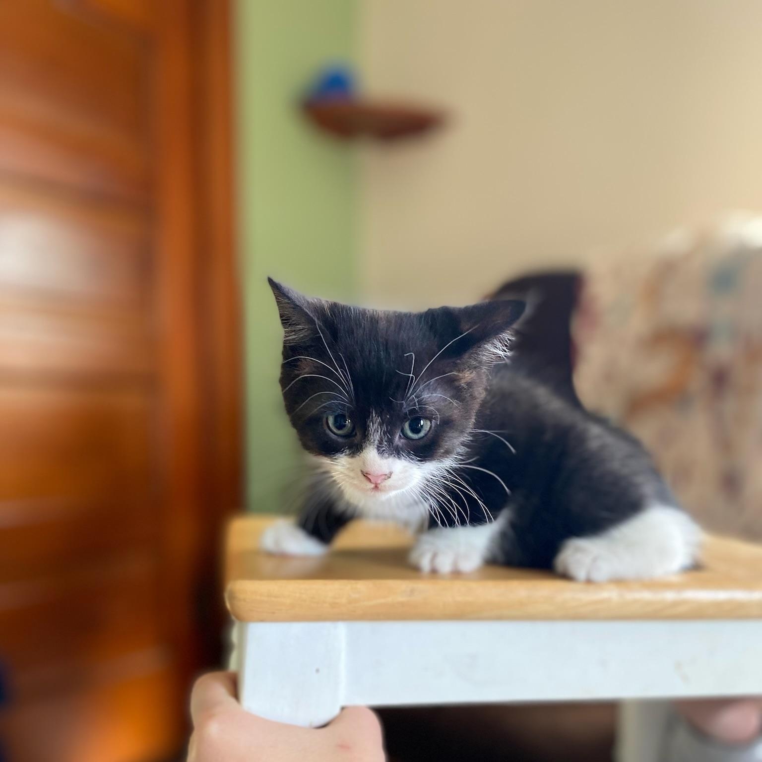 Cilantro, ADOPTABLE, Kitten Female Domestic Short Hair.