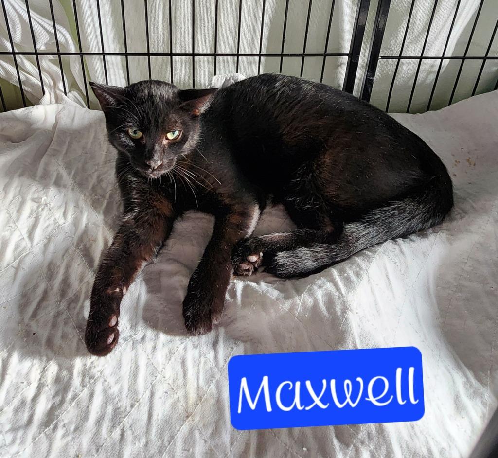 Enlarge Maxwell, a Adoptable mixed breed in Jim Thorpe, PA image 2/2