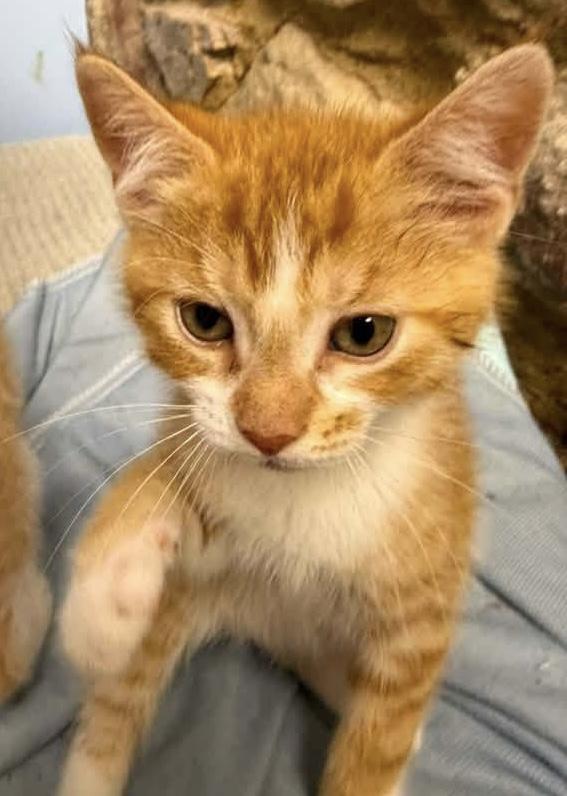 Lester, adopted, Kitten Male Domestic Short Hair.