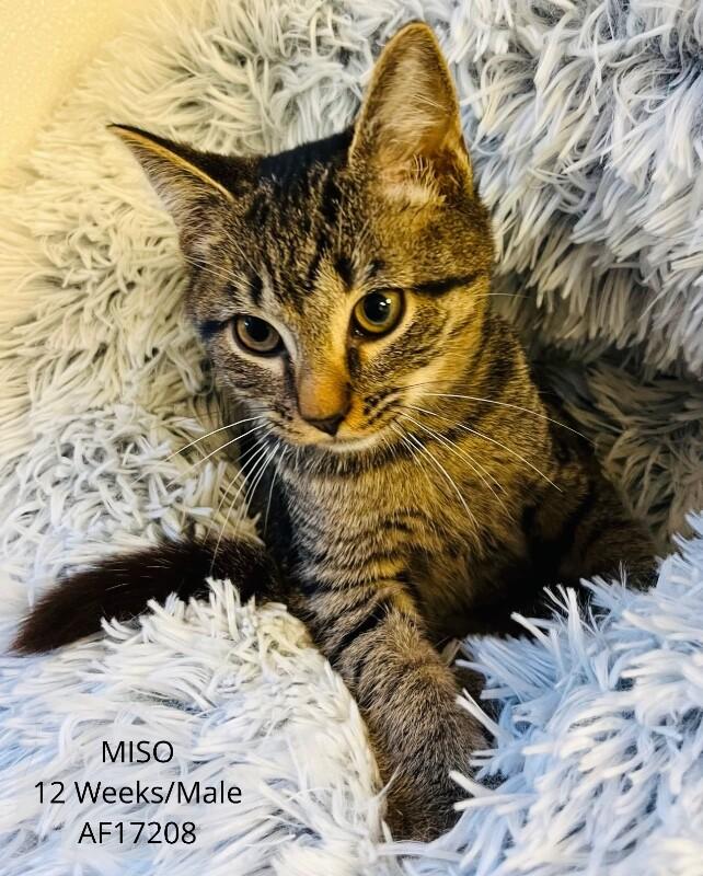 Miso, Adoptable, Young Male Domestic Short Hair.