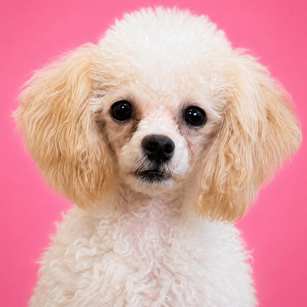 Lulu, Adoptable, Adult Female Poodle (Toy).