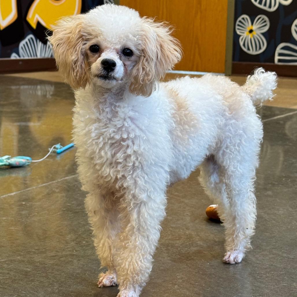 Enlarge Lulu, a Adoptable Poodle (Toy) in Mankato, MN image 2/5
