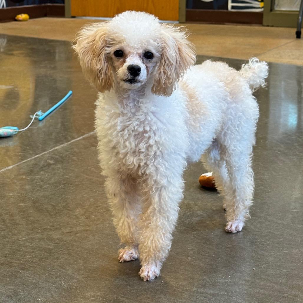 Enlarge Lulu, a Adoptable Poodle (Toy) in Mankato, MN image 3/5