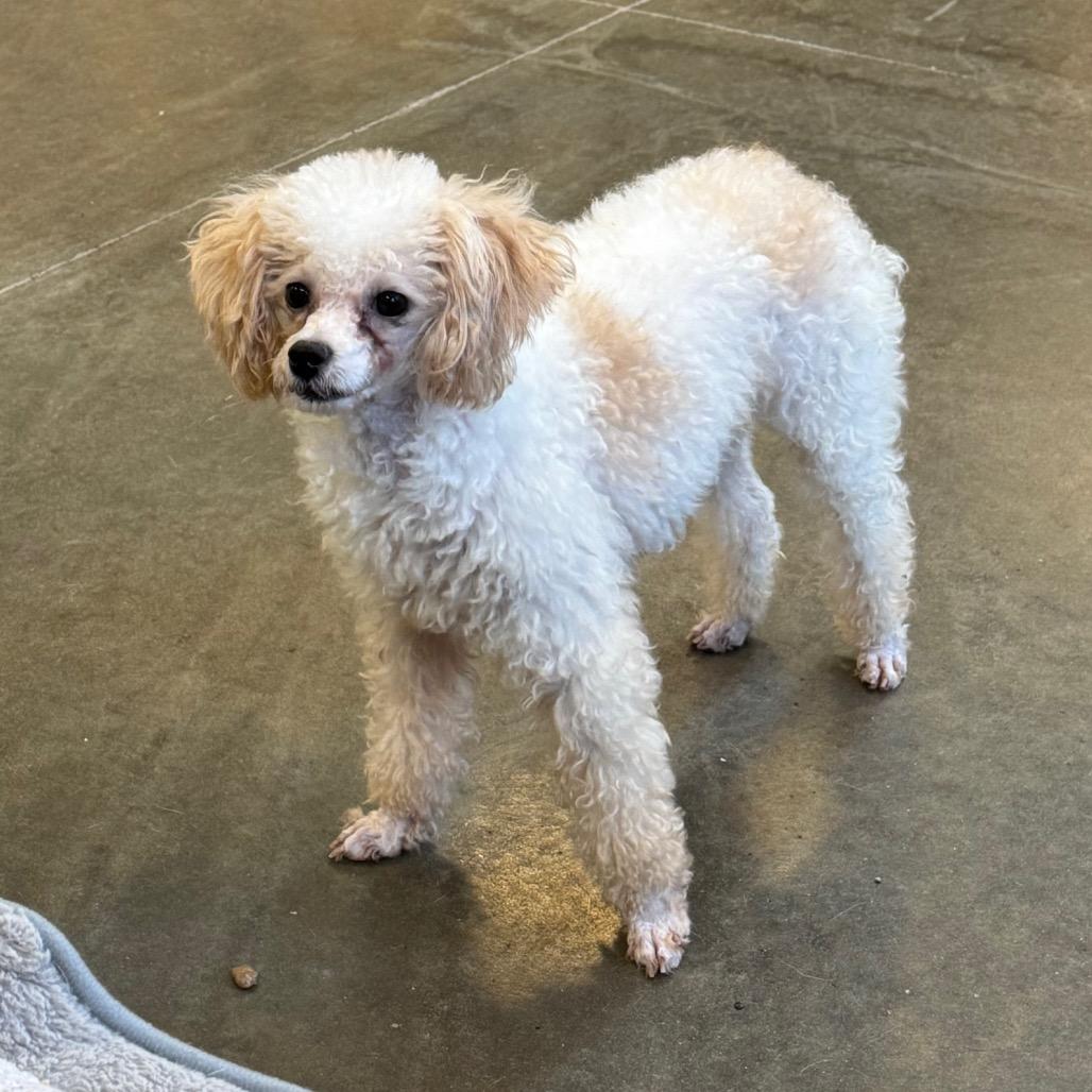 Enlarge Lulu, a Adoptable Poodle (Toy) in Mankato, MN image 4/5