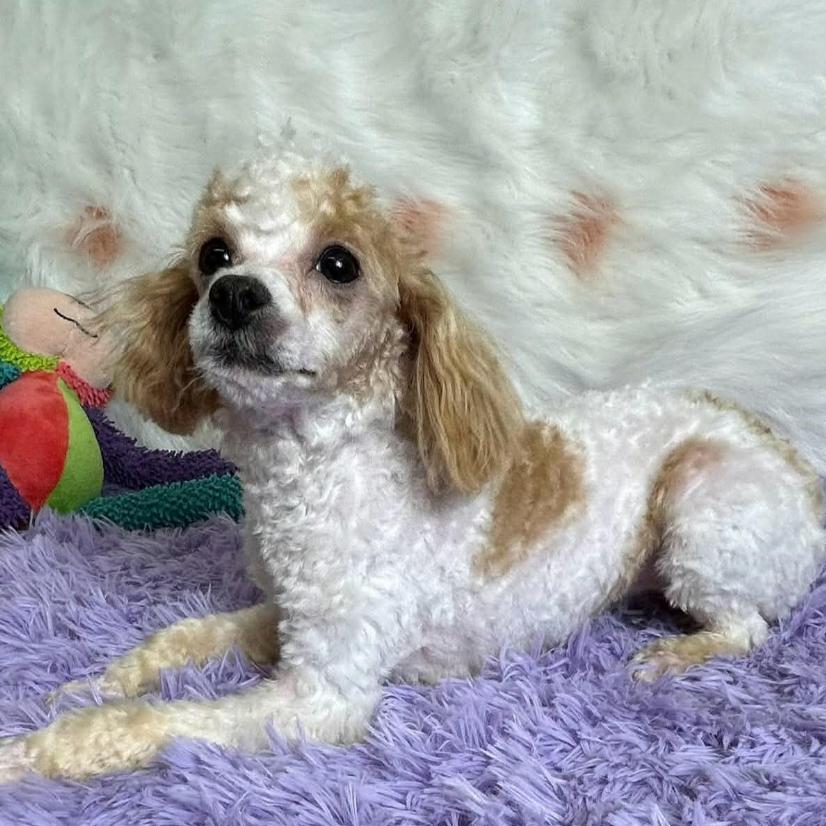 Enlarge Lulu, a Adoptable Poodle (Toy) in Mankato, MN image 5/5