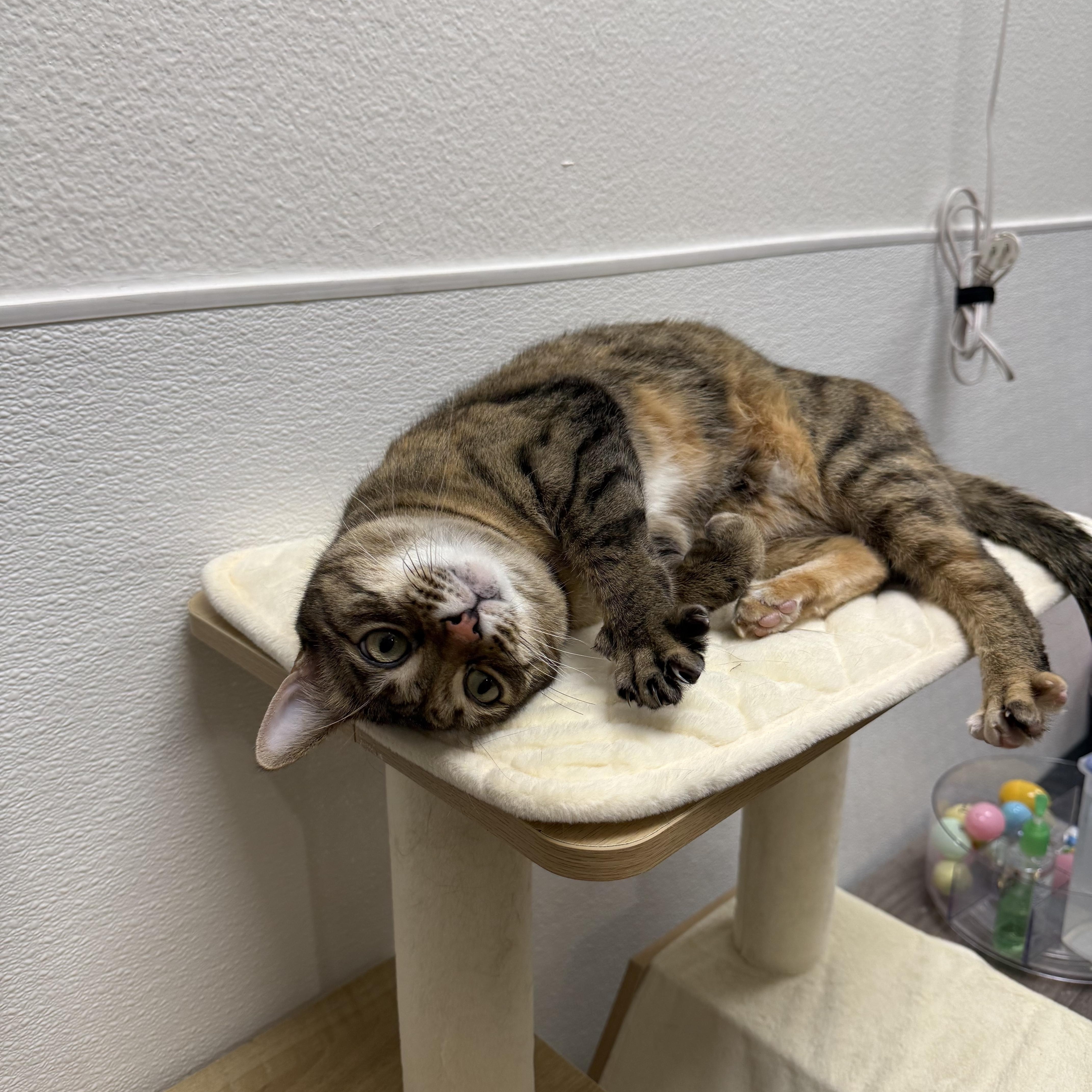 Enlarge Summer, an adopted Domestic Short Hair in Chandler, AZ image 4/6