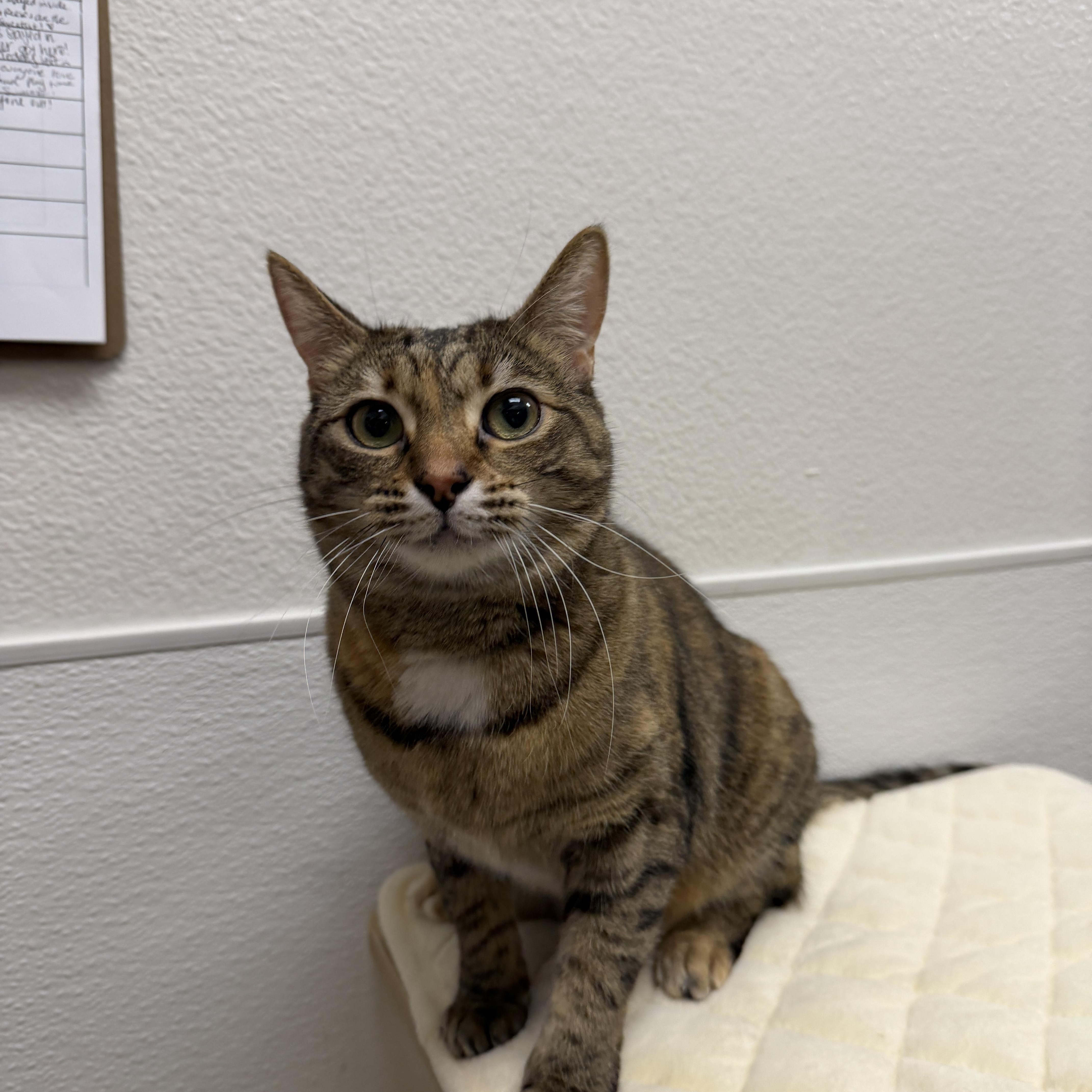 Enlarge Summer, an adopted Domestic Short Hair in Chandler, AZ image 2/6
