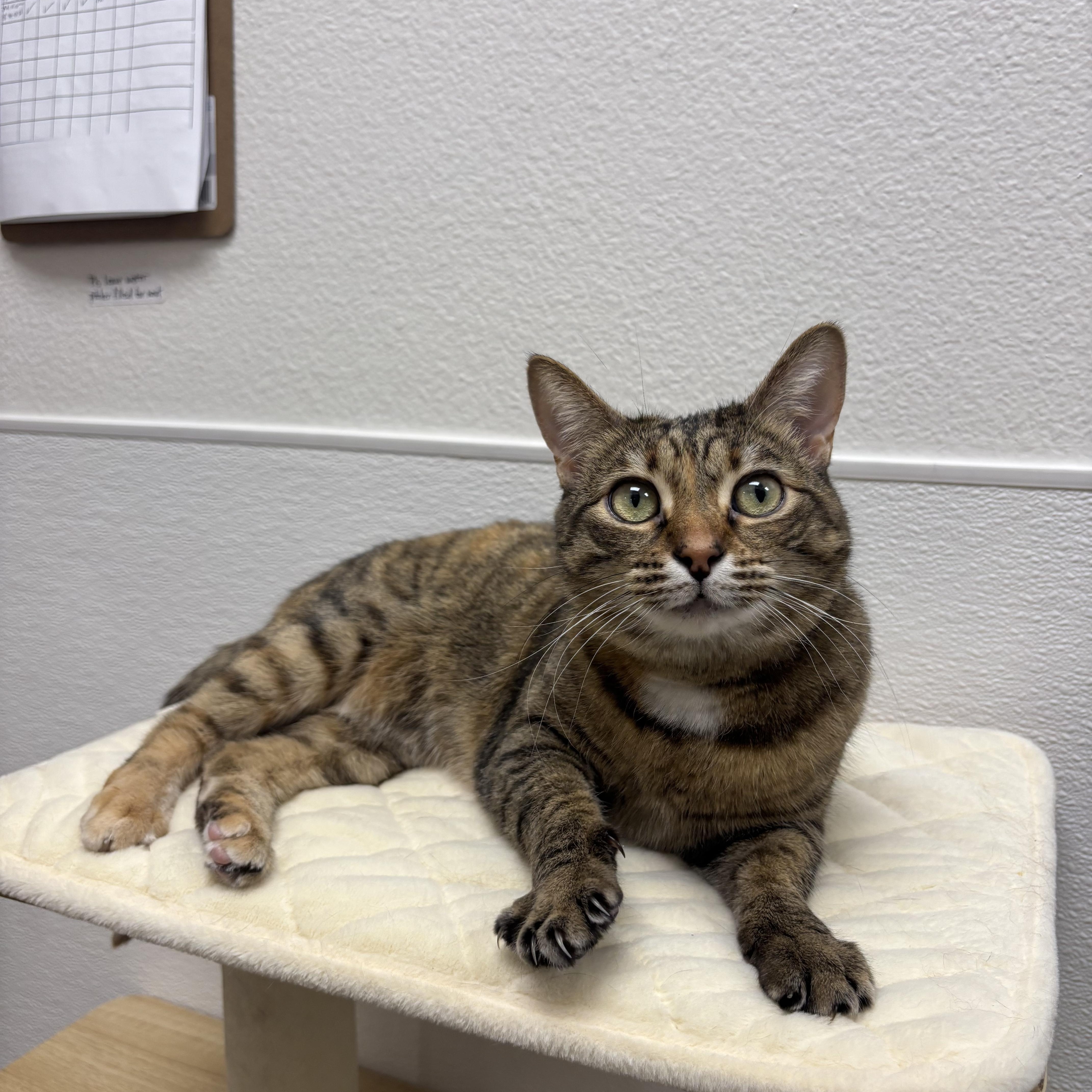 Enlarge Summer, an adopted Domestic Short Hair in Chandler, AZ image 6/6