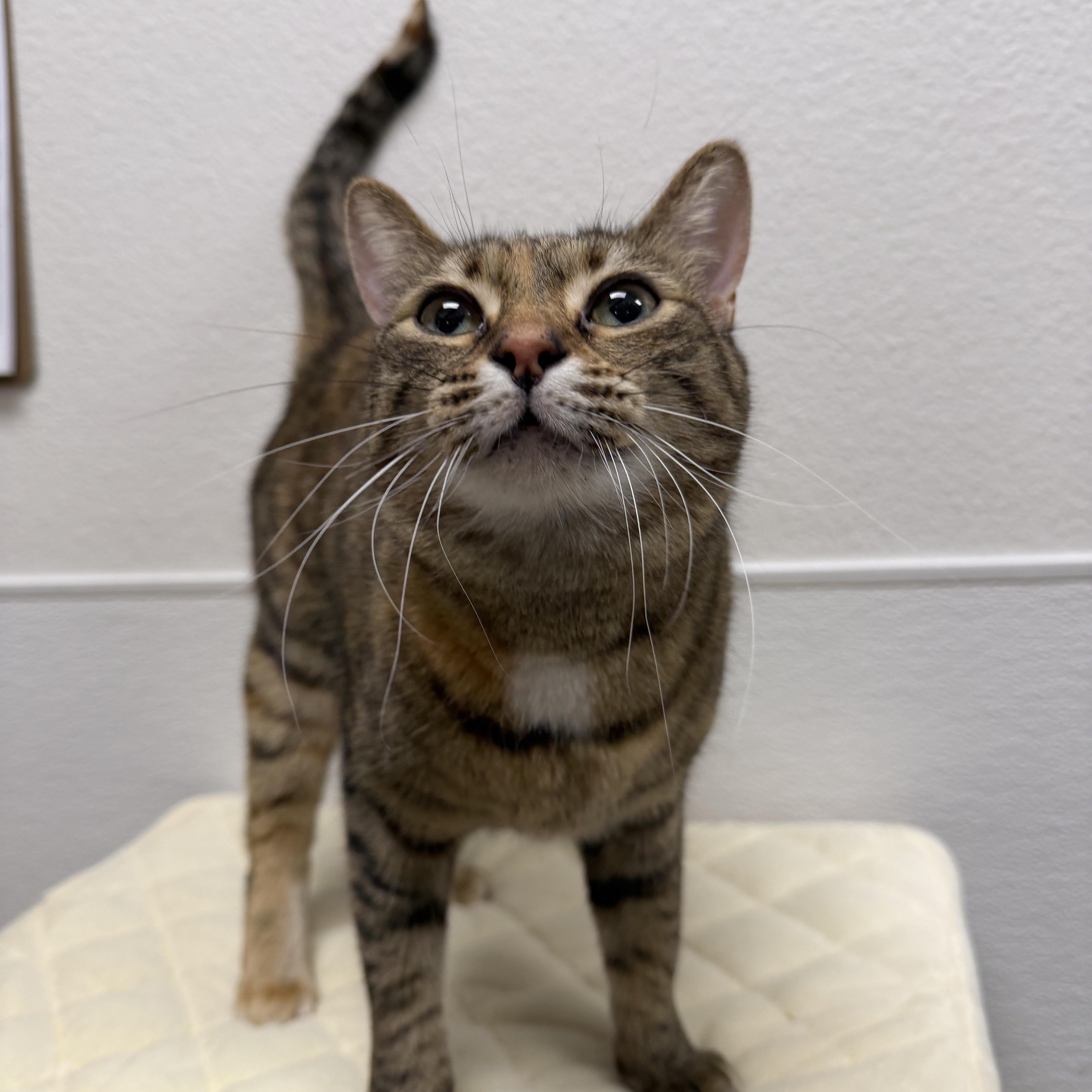 Enlarge Summer, an adopted Domestic Short Hair in Chandler, AZ image 1/6