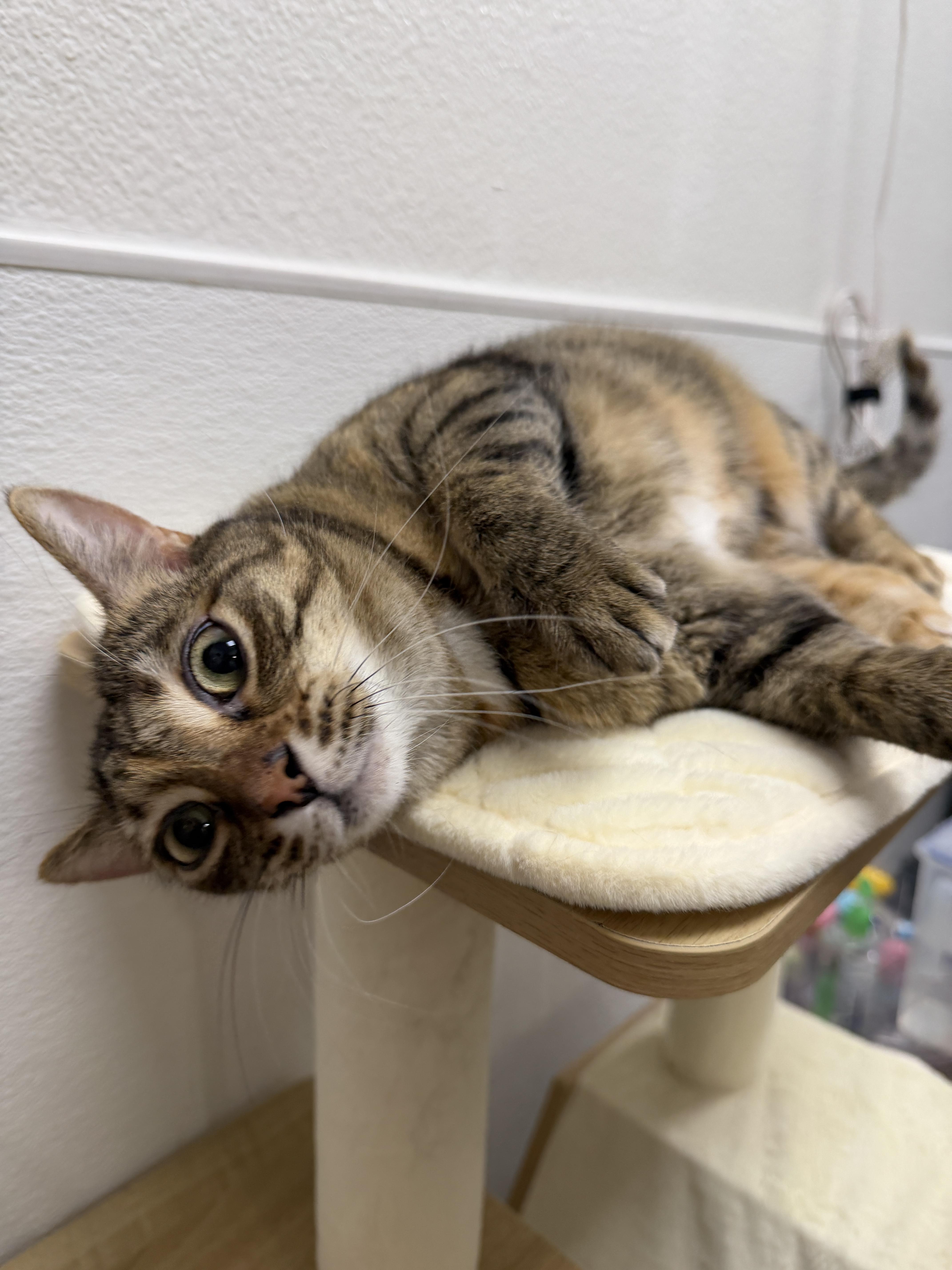 Enlarge Summer, an adopted Domestic Short Hair in Chandler, AZ image 3/6