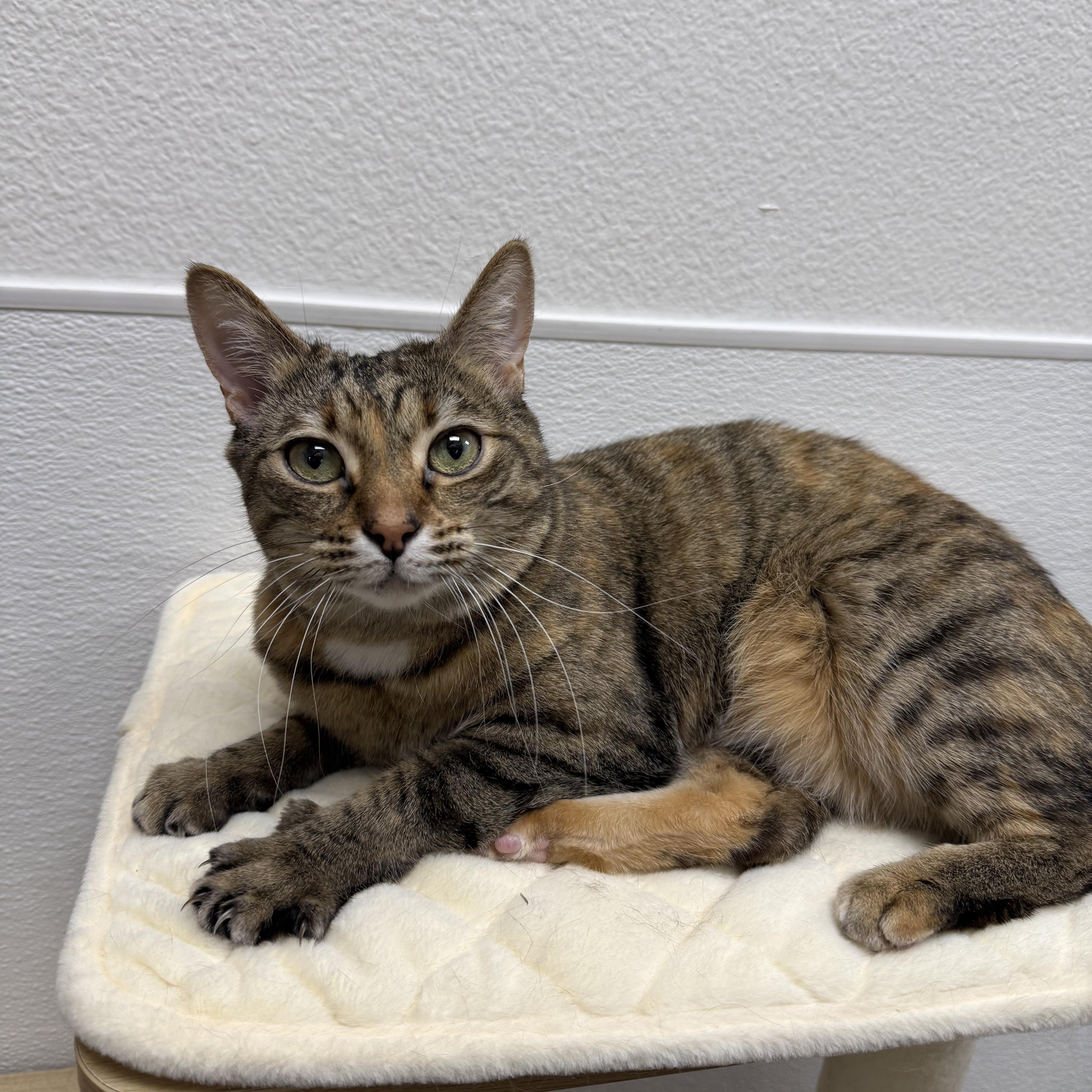 Enlarge Summer, an adopted Domestic Short Hair in Chandler, AZ image 5/6