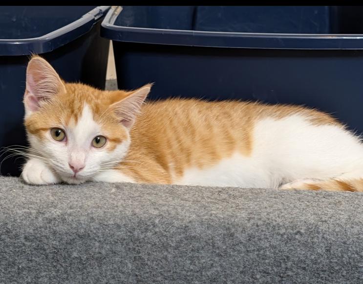 Enlarge Churro, a Adoptable Domestic Short Hair in Westfield, WI image 1/2