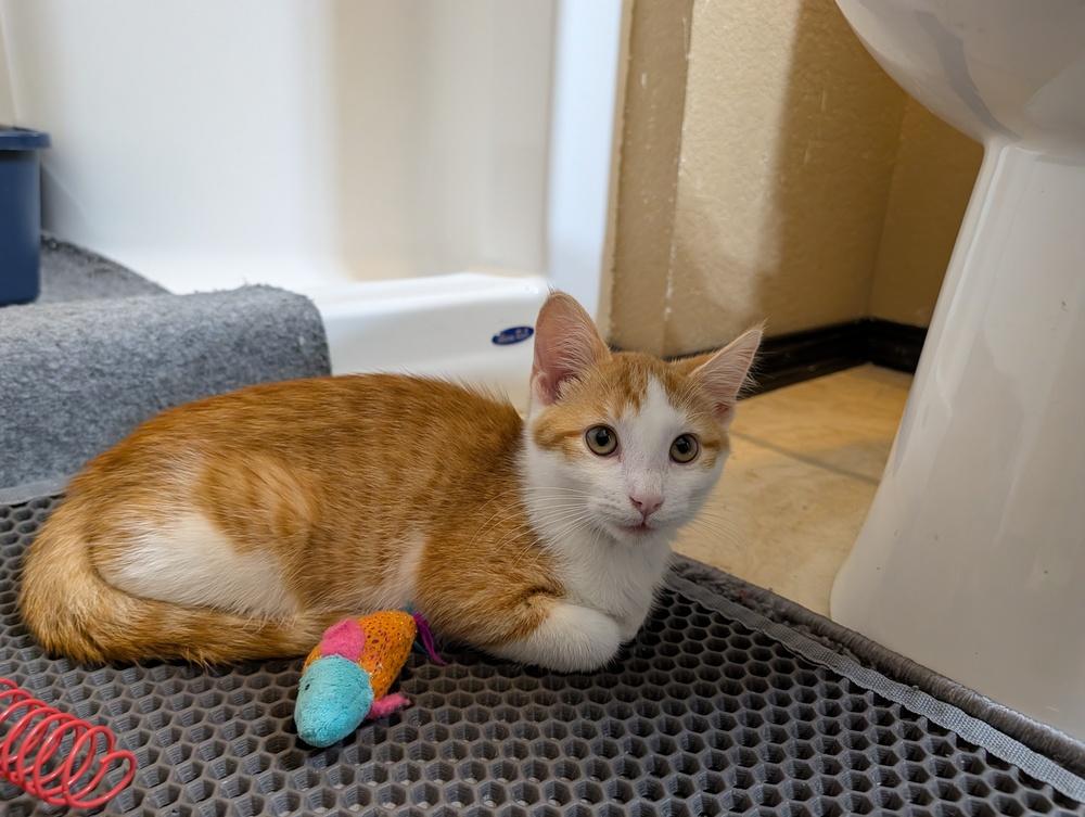 Enlarge Churro, a Adoptable Domestic Short Hair in Westfield, WI image 2/2