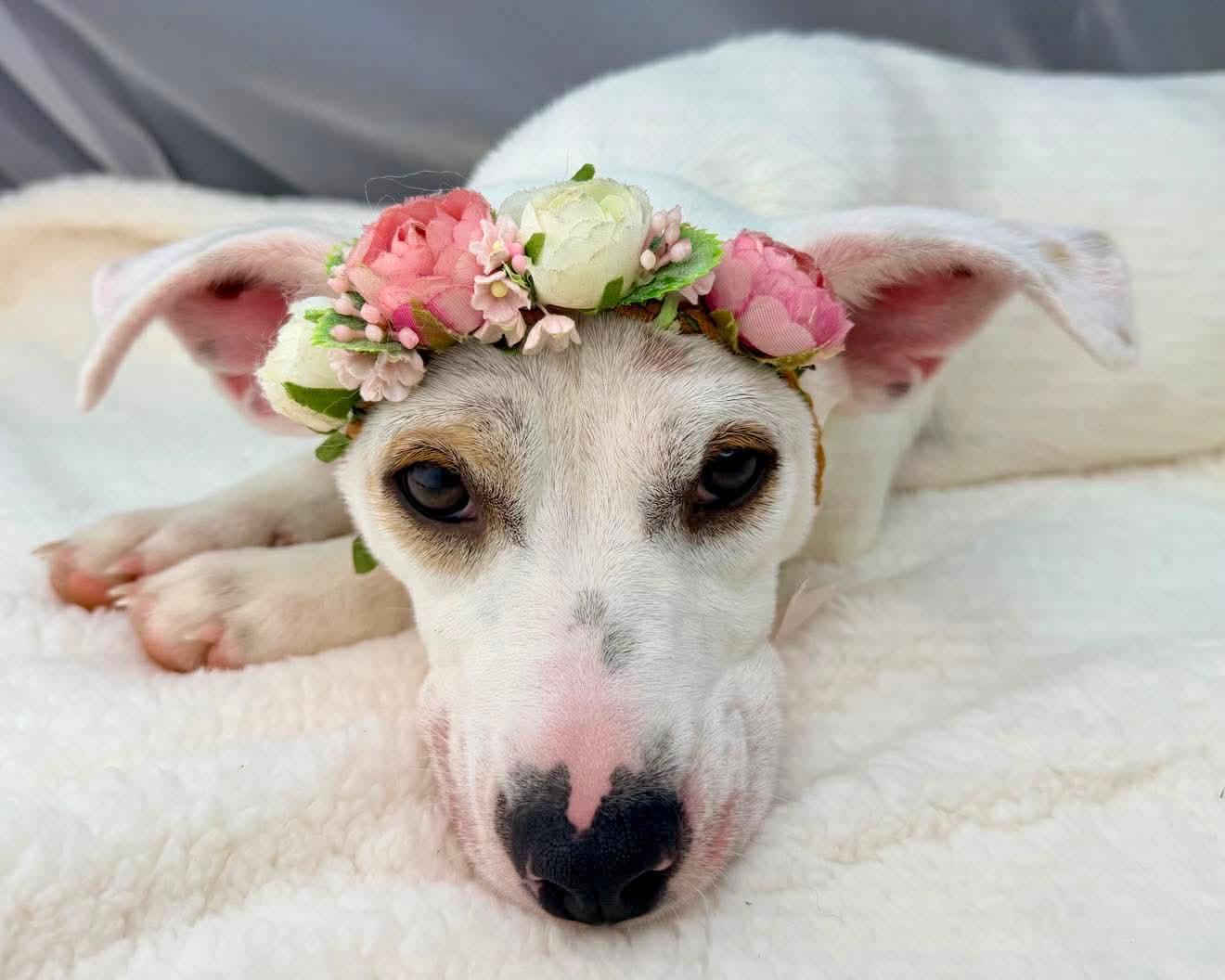 Enlarge Marina, a Adoptable mixed breed in Hartford, CT image 4/6