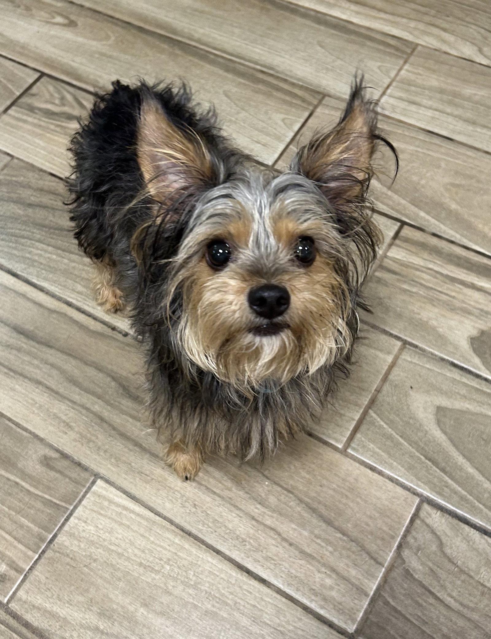 Emmit, Adoptable, Adult Male Yorkshire Terrier.