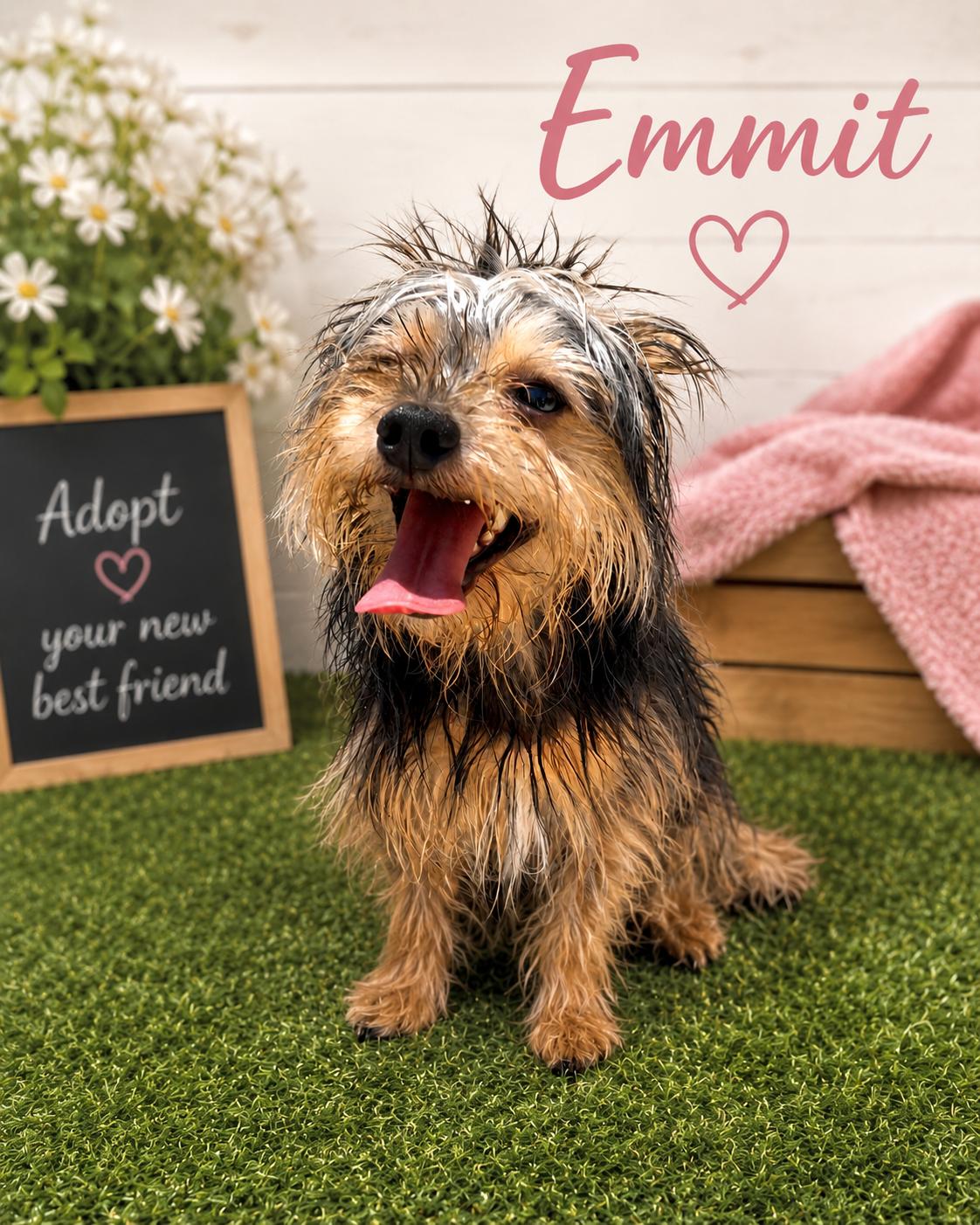 Enlarge Emmit, a Adoptable Yorkshire Terrier in Pipe Creek, TX image 2/3