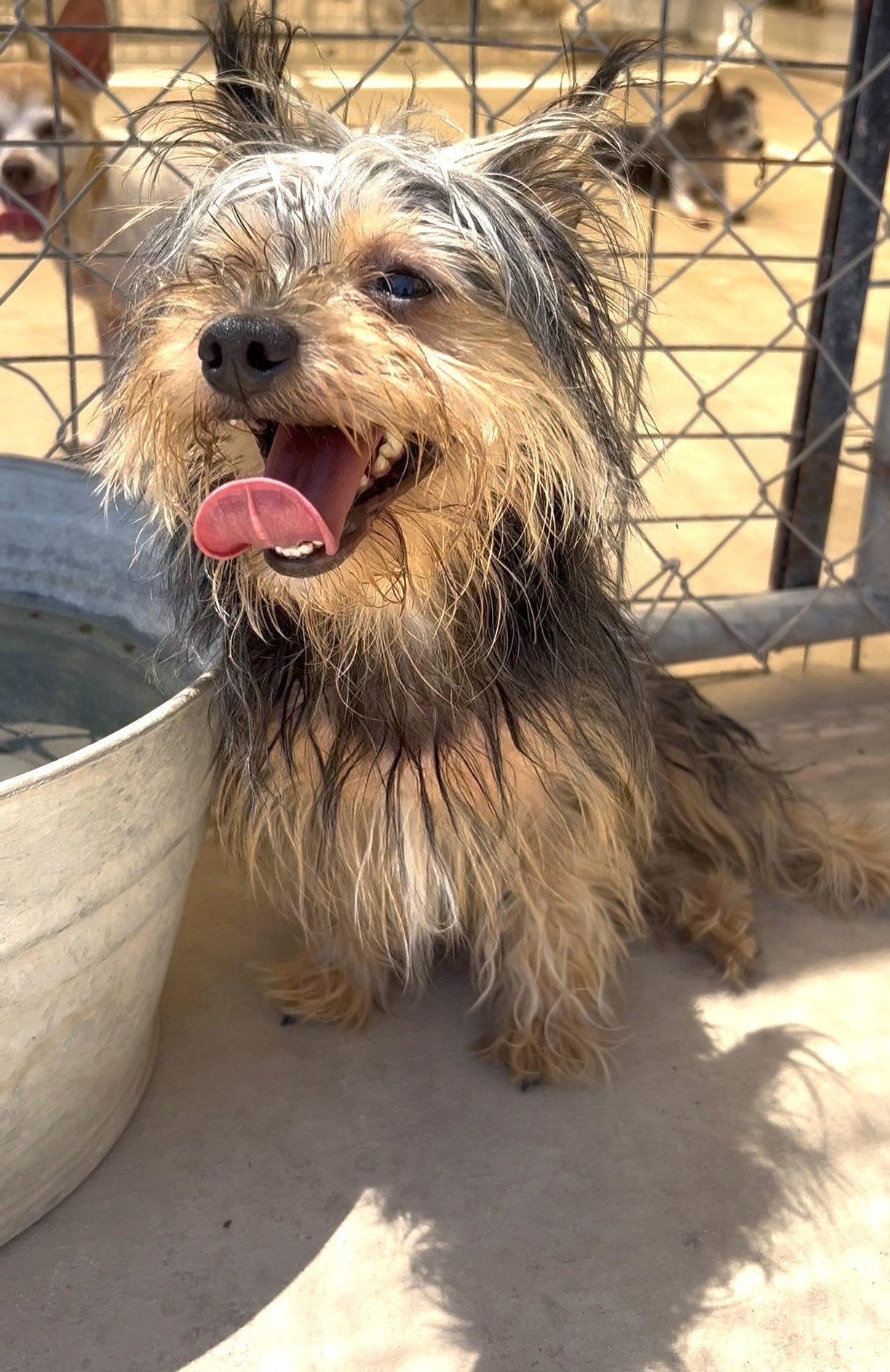 Enlarge Emmit, a Adoptable Yorkshire Terrier in Pipe Creek, TX image 3/3