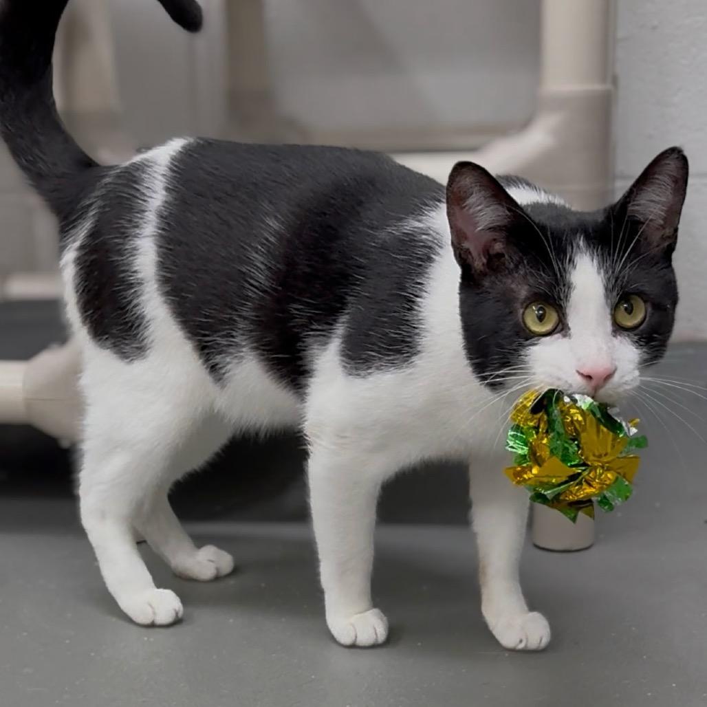 Enlarge Domino, a Adoptable Domestic Short Hair in Walnut Cove, NC image 1/6