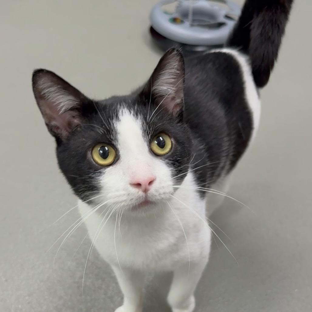 Enlarge Domino, a Adoptable Domestic Short Hair in Walnut Cove, NC image 2/6