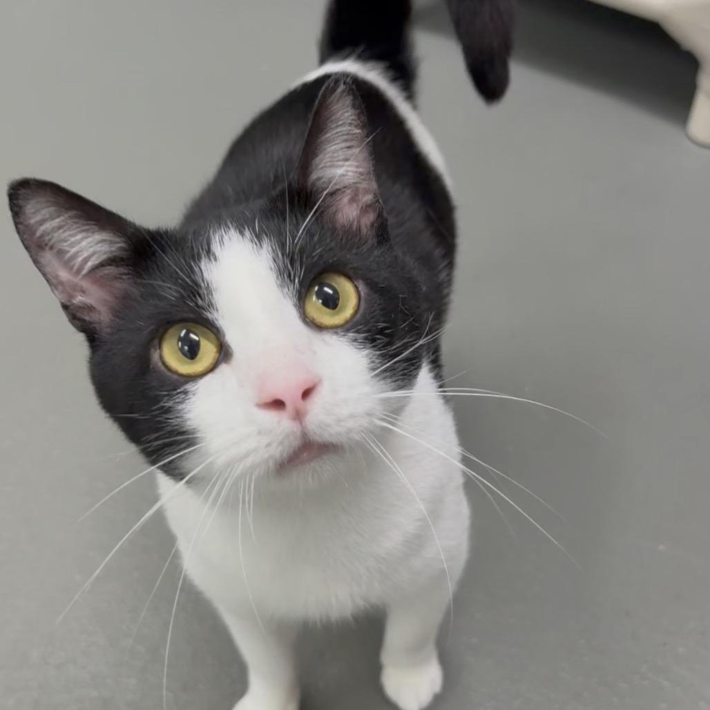 Enlarge Domino, a Adoptable Domestic Short Hair in Walnut Cove, NC image 3/6