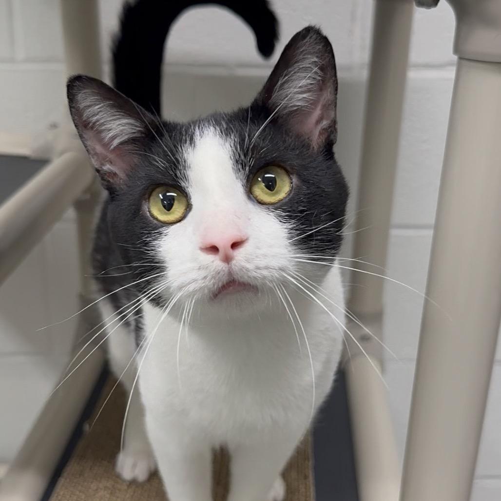 Enlarge Domino, a Adoptable Domestic Short Hair in Walnut Cove, NC image 6/6