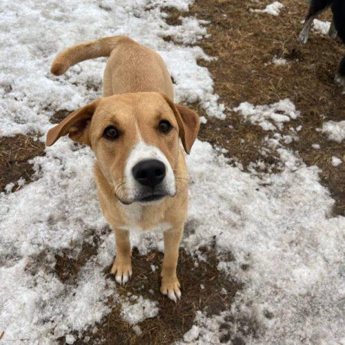 Bandit, Adoptable, Young Female Mixed Breed & Mixed Breed.