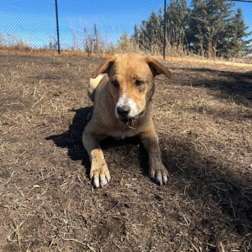Enlarge Bandit, a Adoptable mixed breed in RED DEER, AB image 2/5