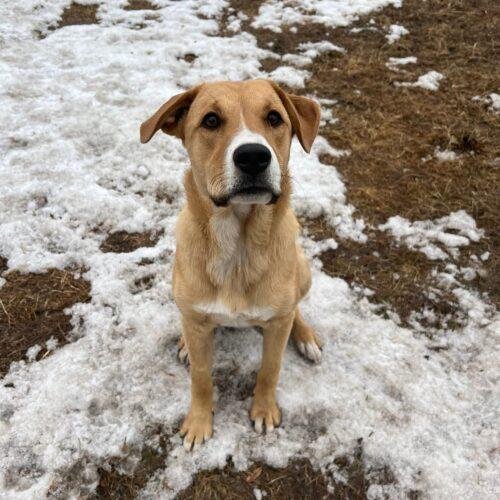Enlarge Bandit, a Adoptable mixed breed in RED DEER, AB image 3/5