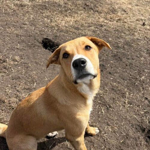 Enlarge Bandit, a Adoptable mixed breed in RED DEER, AB image 4/5