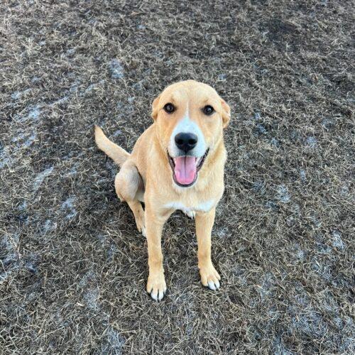 Enlarge Bandit, a Adoptable mixed breed in RED DEER, AB image 5/5