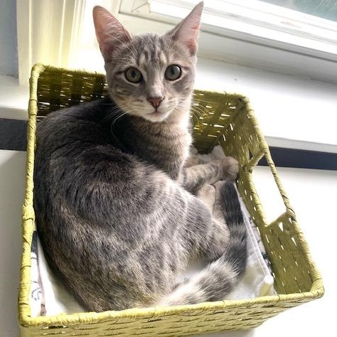 Paisley, Adoptable, Kitten Female Domestic Short Hair.