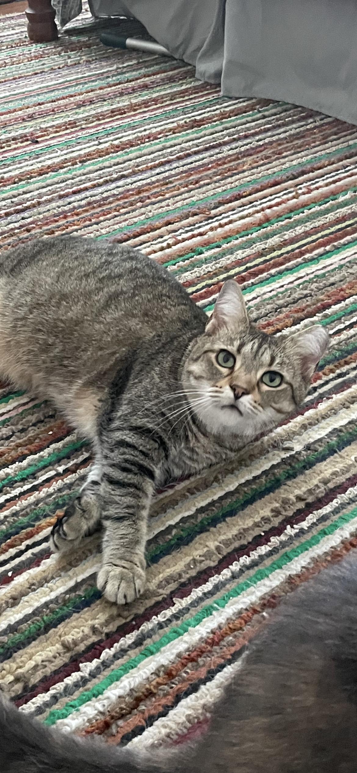 Enlarge Dusty, a Adoptable mixed breed in Fountain Inn, SC image 5/5