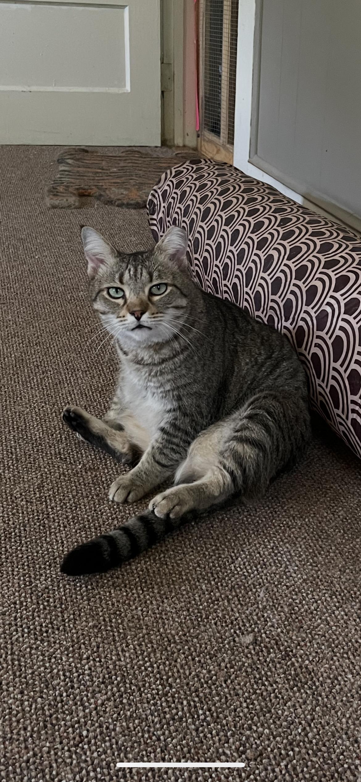 Enlarge Dusty, a Adoptable mixed breed in Fountain Inn, SC image 3/5