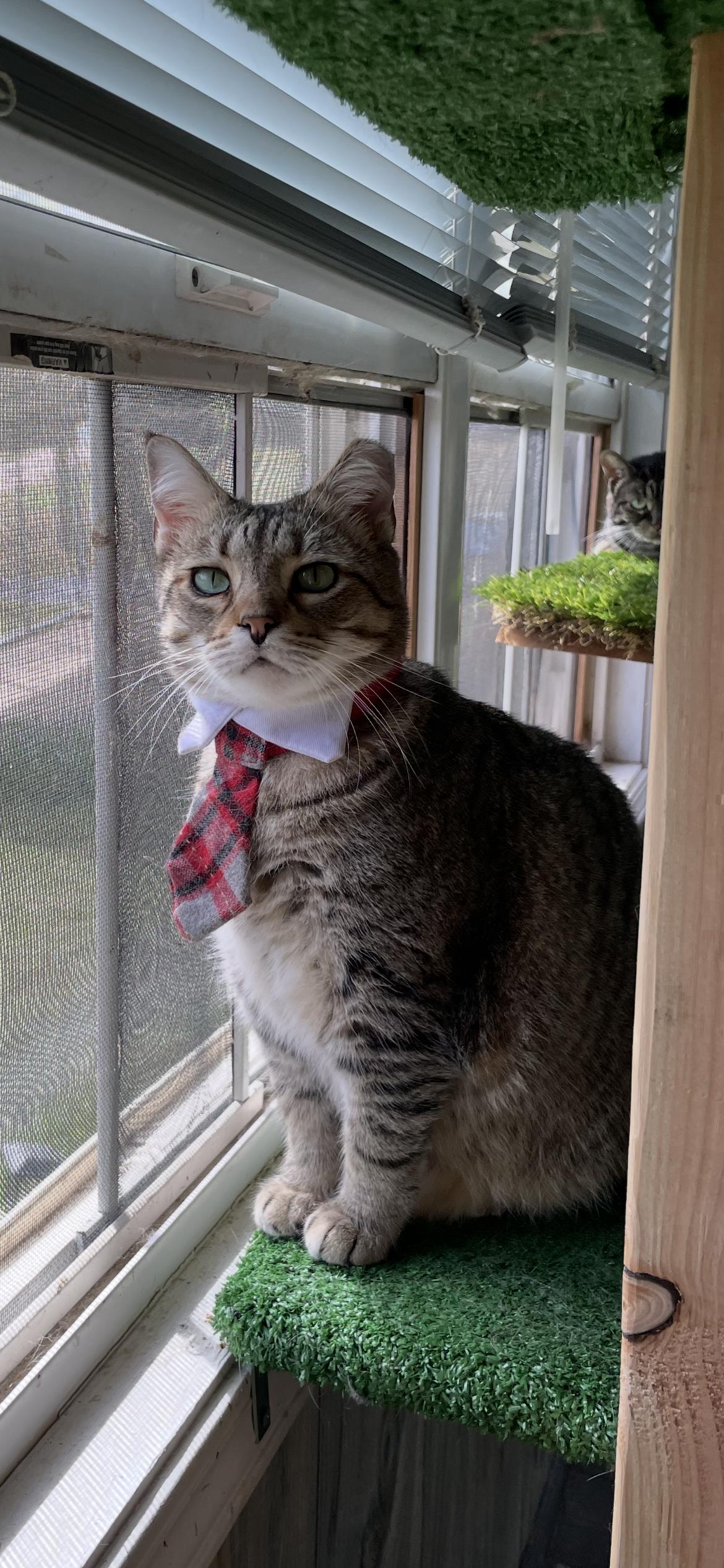 Dusty, Adoptable, Adult Male Domestic Short Hair.