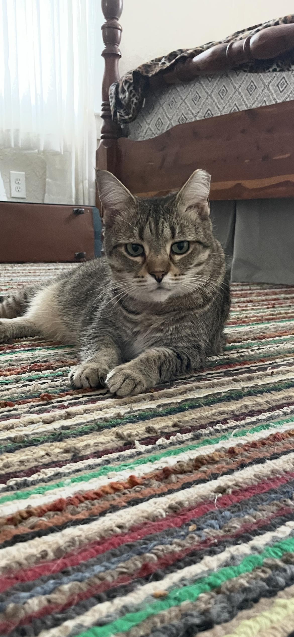 Enlarge Dusty, a Adoptable mixed breed in Fountain Inn, SC image 2/5