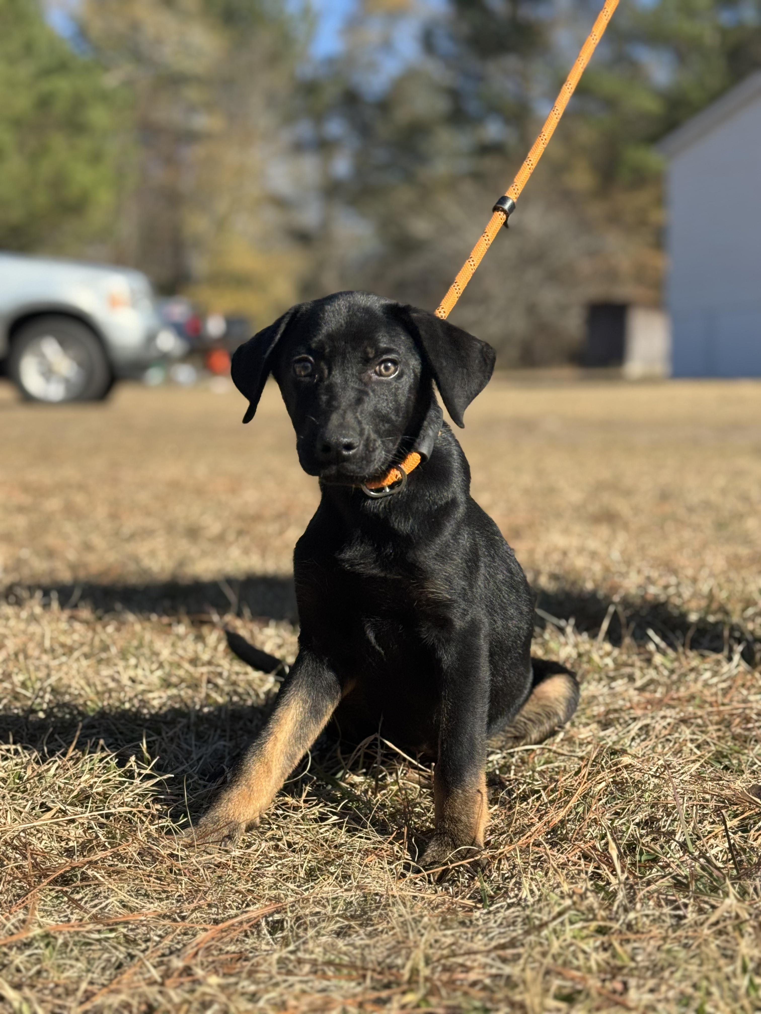 Bella, ADOPTABLE, Young Female Labrador Retriever & German Shepherd Dog.