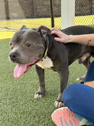 Freddie, Adoptable, Adult Male American Staffordshire Terrier & Mixed Breed.