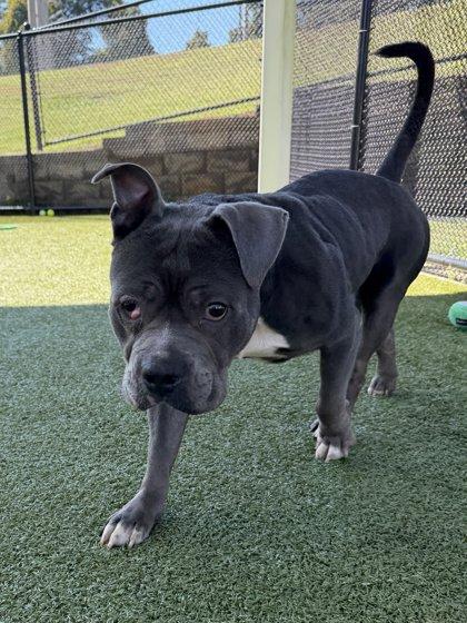 Enlarge Freddie, a Adoptable mixed breed in Daphne, AL image 2/3