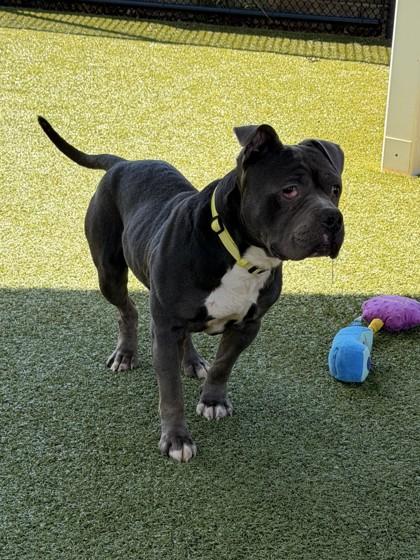 Enlarge Freddie, a Adoptable mixed breed in Daphne, AL image 3/3