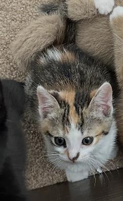 Enlarge Denim, a Adoptable Domestic Short Hair in La Jolla, CA image 1/1