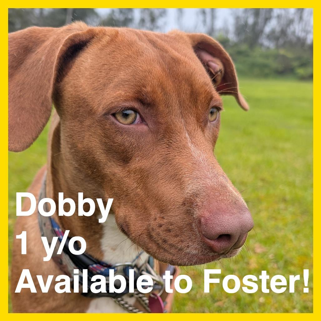 Dobby, Adoptable, Young Male Mixed Breed.