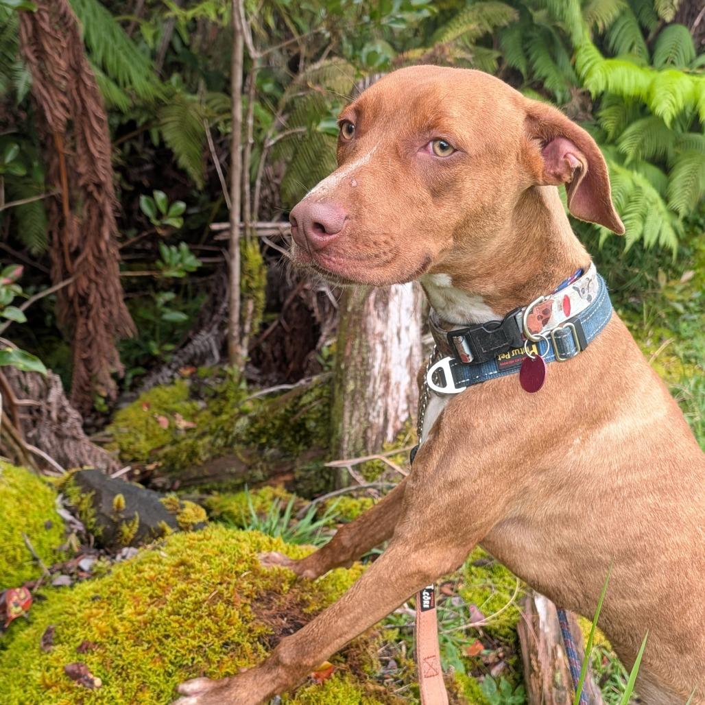 Enlarge Dobby, a Adoptable Mixed Breed in Volcano, HI image 2/4