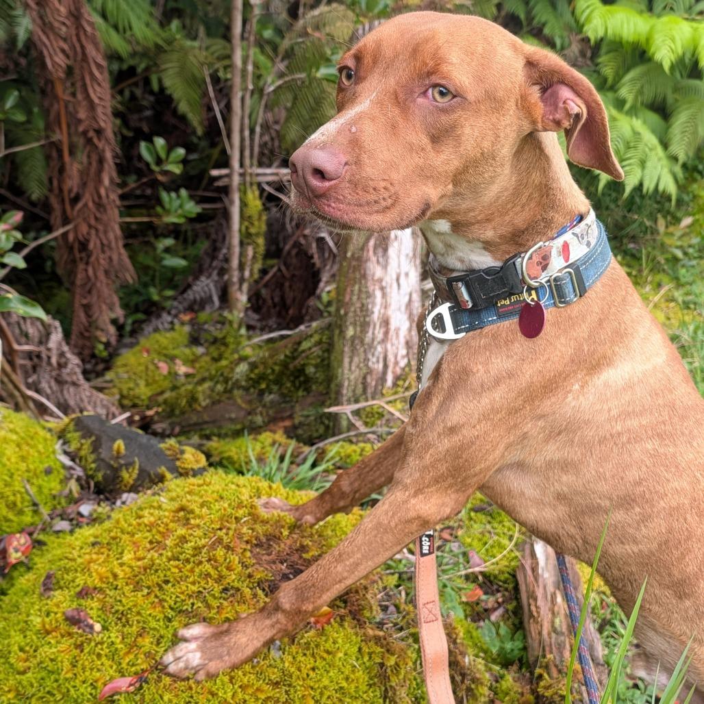 Enlarge Dobby, a Adoptable Mixed Breed in Volcano, HI image 3/4