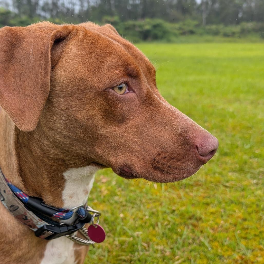 Enlarge Dobby, a Adoptable Mixed Breed in Volcano, HI image 4/4