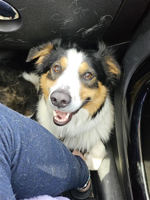 Enlarge HANK, a Adoptable Australian Shepherd in Fruit Heights, UT image 1/1